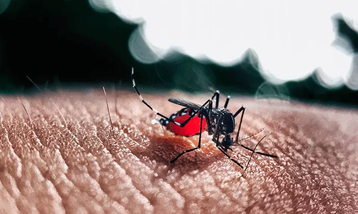 Megaoperação contra o Aedes vai mobilizar todas as secretarias e percorrer as 7 regiões