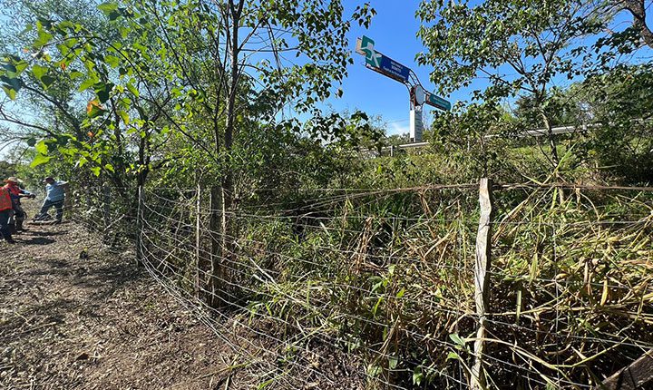 Em Bonito, pegadas mostram eficiência de tela para proteção de animais na MS-178