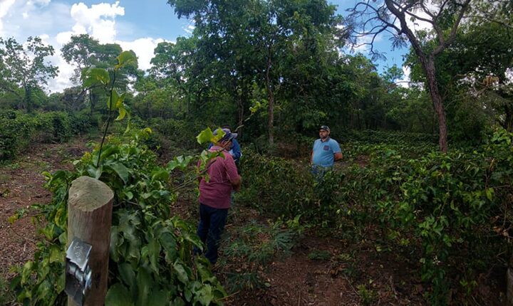 Em propriedade de um hectare, Reni produz verduras para quatro restaurantes