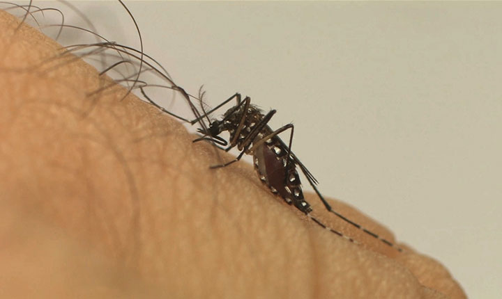 Conheça as diferenças entre pernilongo e o mosquito da dengue