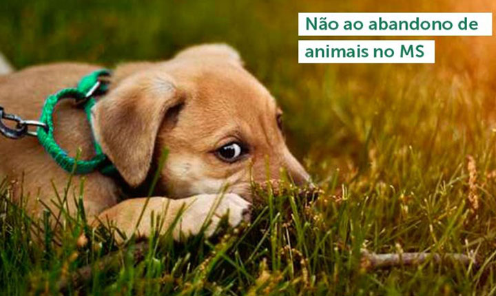 Dezembro Verde: Mês traz conscientização do cuidado aos animais