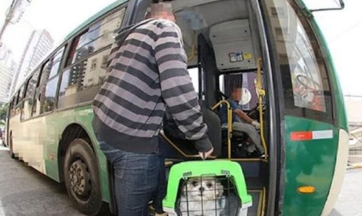 Agência de Regulação orienta passageiros sobre transporte de pets em ônibus intermunicipal