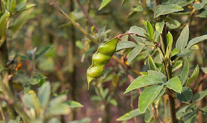 Saboroso e agroecológico, feijão guandu é rico em proteínas e serve como adubo