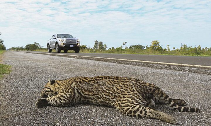 Atropelamento de animais em rodovias é assunto sério