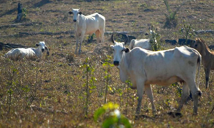Vaca louca faz Brasil suspender exportação de carne à China