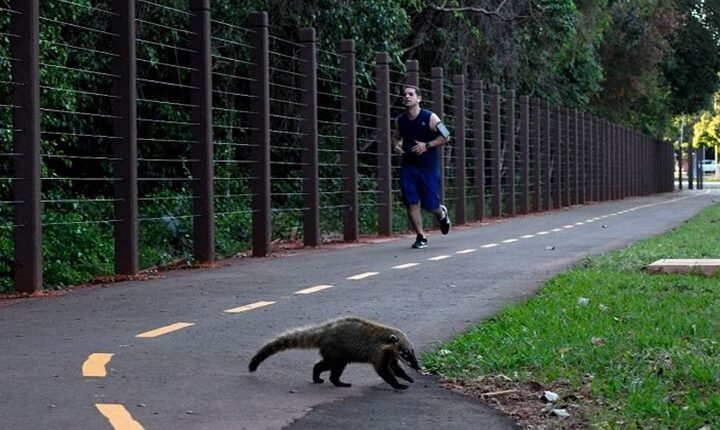Amigos do Parque tem nova edição neste fim de semana