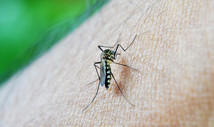 Com epidemia de chikungunya no Paraguai, Ponta Porã é a cidade com maior número de casos em MS