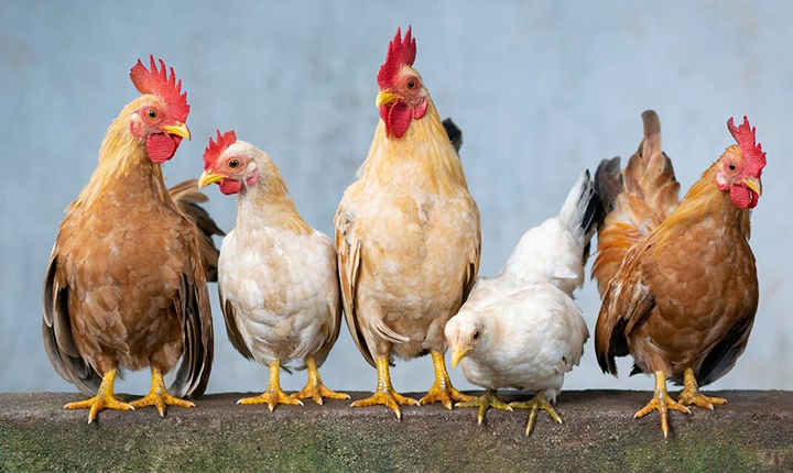 Gripe aviária pode se tornar a próxima pandemia?