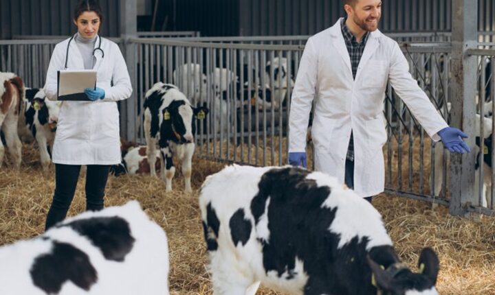 Campo Grande adere ao programa + Pecuária Brasil que leva melhoria genética aos pequenos produtores