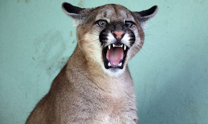 MS terá o maior hospital de animais silvestres da América Latina