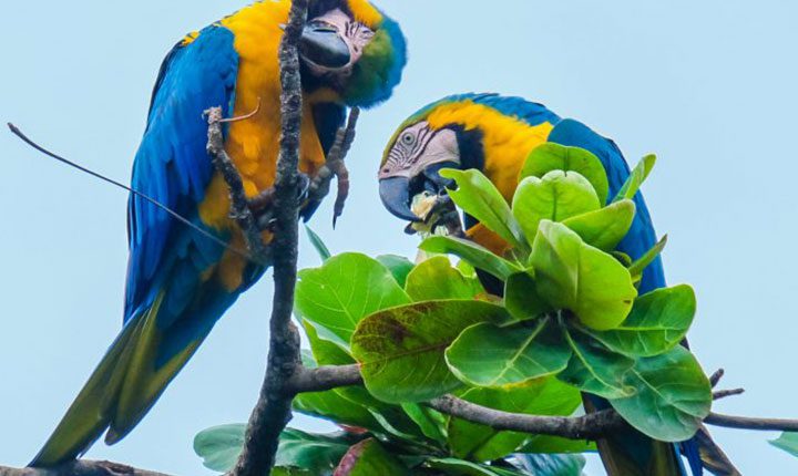 Campo Grande é declarada Capital do turismo de observação de aves