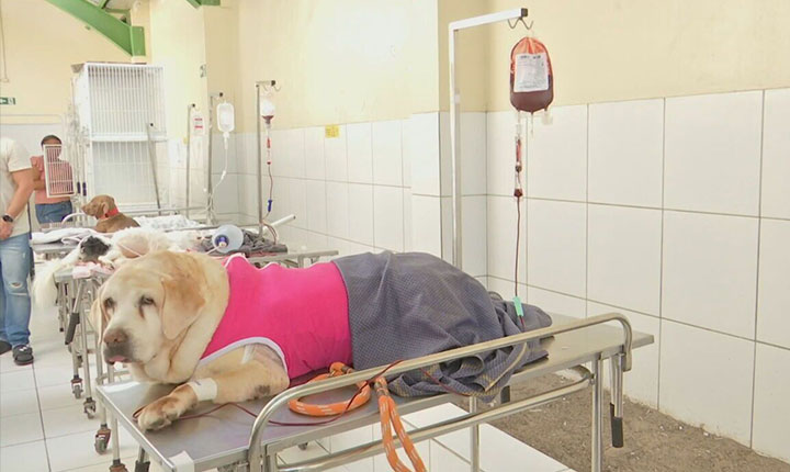 Cachorros e gatos também podem doar sangue