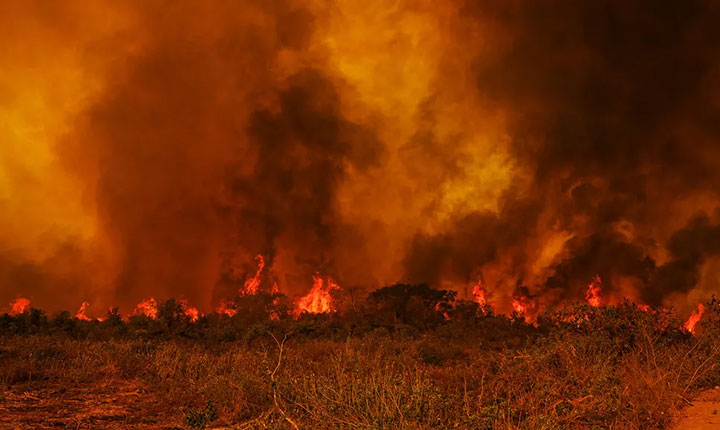 Após incêndios destruírem 4 milhões de hectares, Pantanal é reflorestado com mais de 25 mil árvores nativas