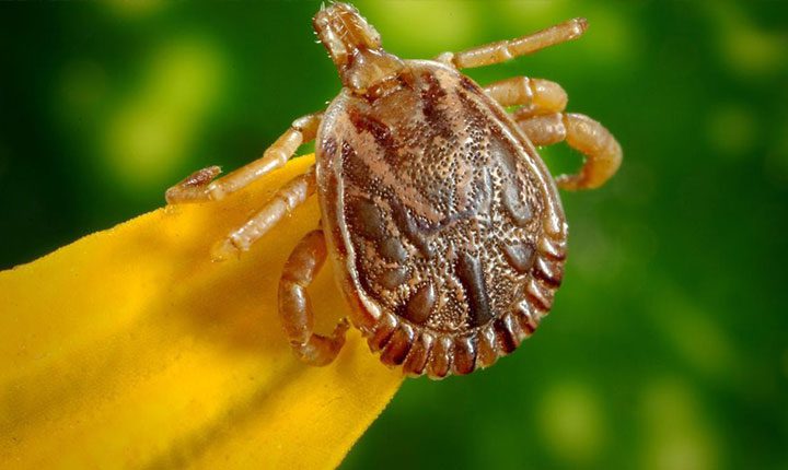 Com novos casos em Dourados, sobe para 8 pacientes com suspeita de febre maculosa em MS