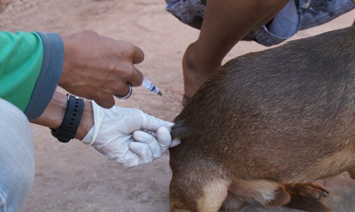 Prefeitura realiza ação de adoção de cães e gatos na Praça Bolívia neste domingo