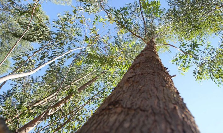 Pesquisa inédita revela que expansão de eucalipto pode ajudar MS alcançar a meta carbono neutro 2030