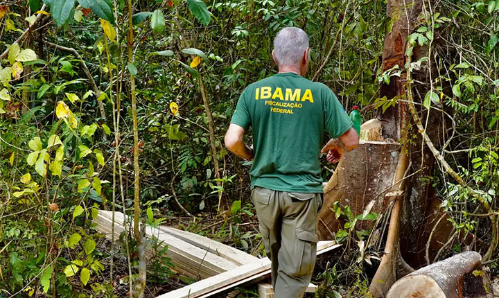 O desafio de punir os desmatadores na Amazônia
