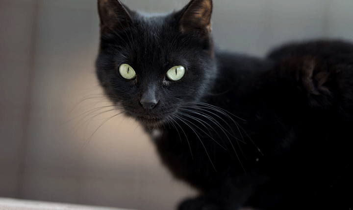 Veterinários e protetores chamam atenção para cuidados e adoção consciente de gatos pretos