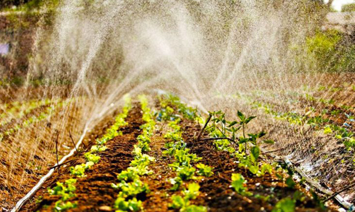 Agricultura familiar de MS terá mais R$ 4 milhões no Programa de Aquisição de Alimentos