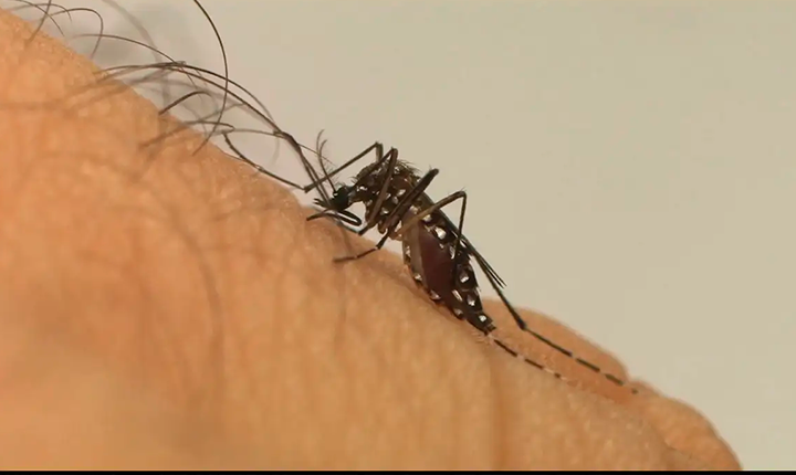 Vacinação contra a dengue no SUS: o que você precisa saber