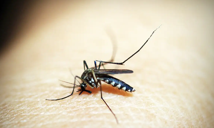 Brasil pode ter mais de 4,1 milhões de casos de dengue em 2024