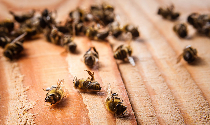 Lobby do agro consegue liberar agrotóxico letal a abelhas e enfraquece Ibama