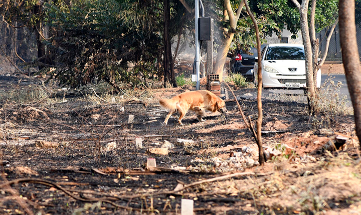 Incêndios em vegetação de áreas urbanas prejudicam meio ambiente e a saúde da população
