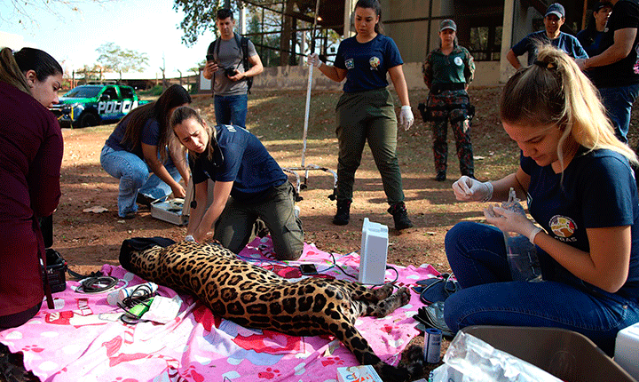 Em três meses, 564 animais foram resgatados dos incêndios no Pantanal