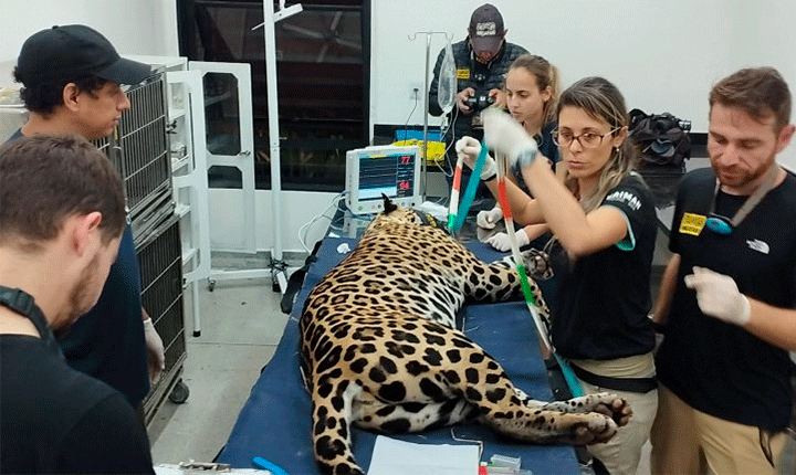 Onça-pintada resgatada em incêndio, volta ao Pantanal de MS após 43 dias de tratamento