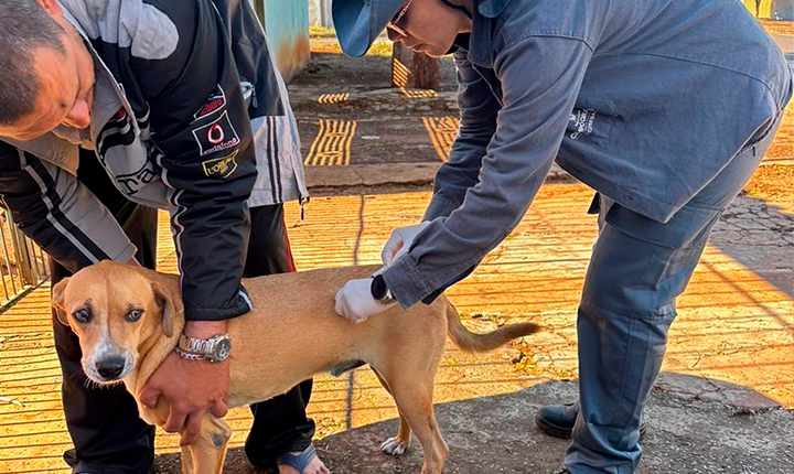 Vacinação contra a raiva acontece quarta, nas unidades de emergência e na Praça Ari Coelho