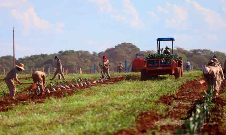 Governo concede benefício fiscal para incentivar a expansão da citricultura em MS