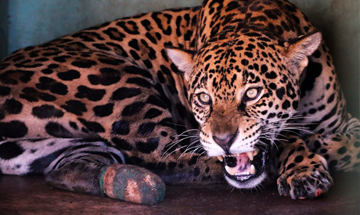 Imasul solta mais de 60 animais silvestres no Recanto Ecológico Rio da Prata