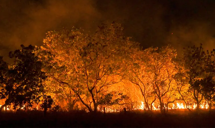 Amazônia em Colapso: O Empobrecimento da Floresta e a Escalada dos Crimes Ambientais