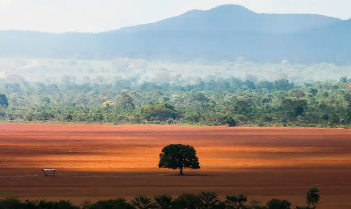 Desmatamento no Cerrado pode inviabilizar agronegócio
