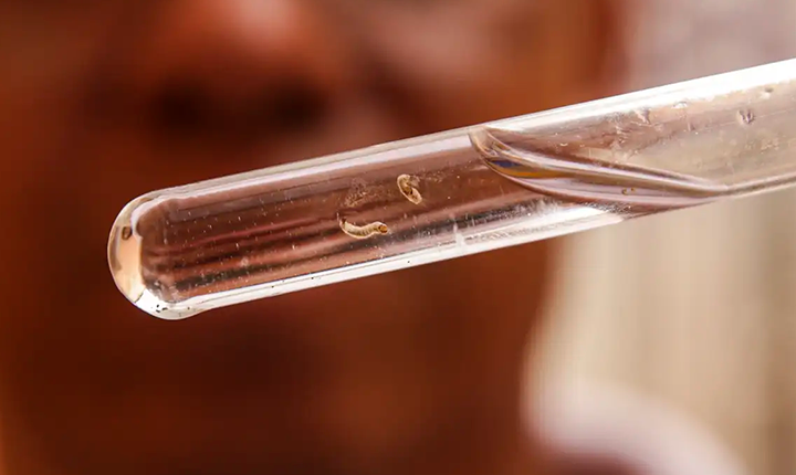 Casos de dengue batem recorde nas Américas em 2024