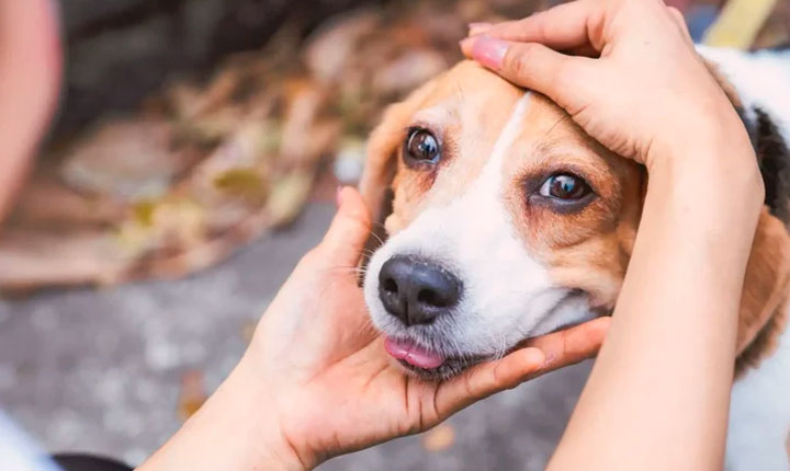 Combate o abandono de animais e conscientiza sobre adoção responsável