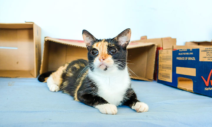 Dezembro Verde: mês de combate ao abandono de animais