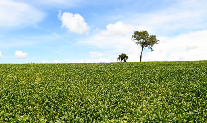 Mais de 70% das lavouras de soja apresentam boas condições de desenvolvimento