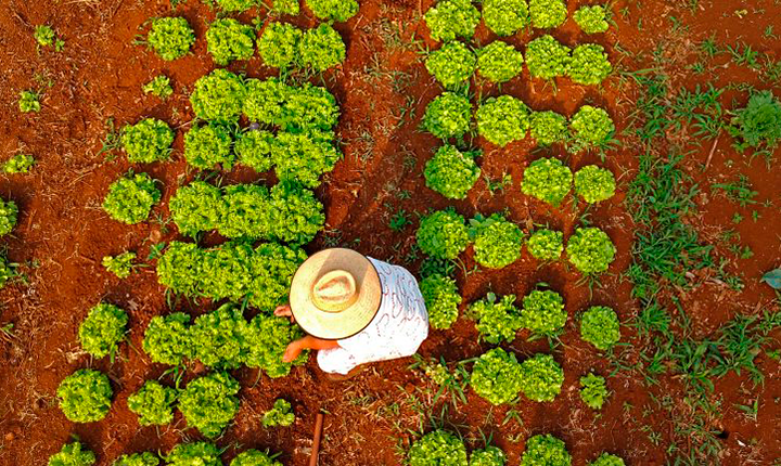 Programa qualificará recém-formados de MS para atuar na agricultura familiar