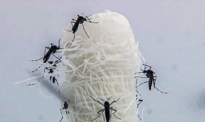 Como a crise climática e a desigualdade potencializam o avanço da dengue