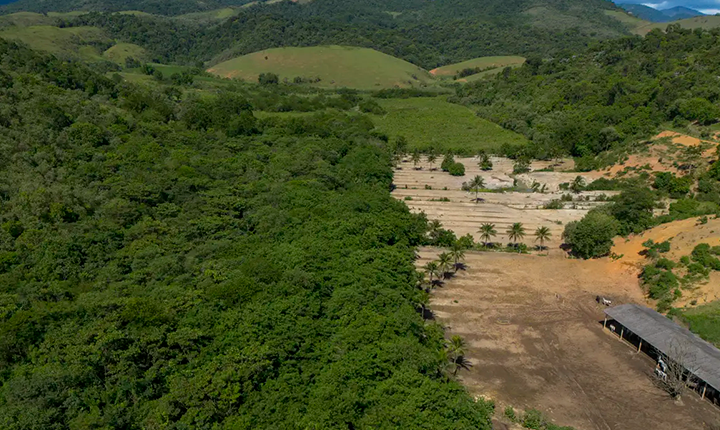 Mata Atlântica em risco: desmatamento ameaça a floresta