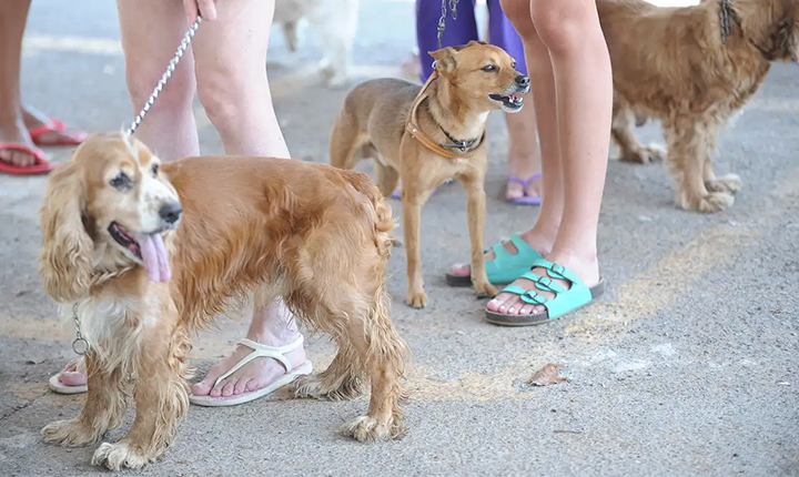 Cão pet