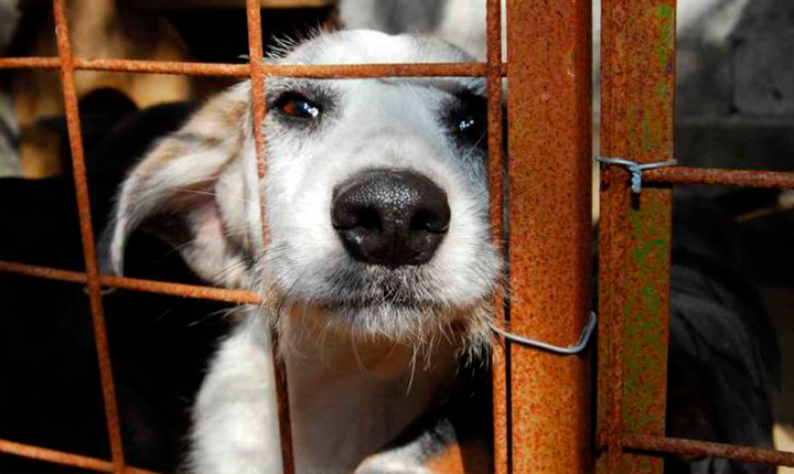 MS registra 40 denúncias por semana de maus-tratos de animais