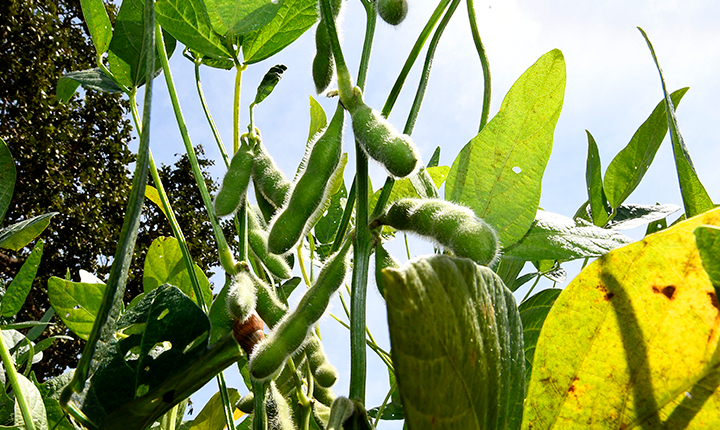 Produção agrícola de MS deve chegar a 75,3 milhões de toneladas