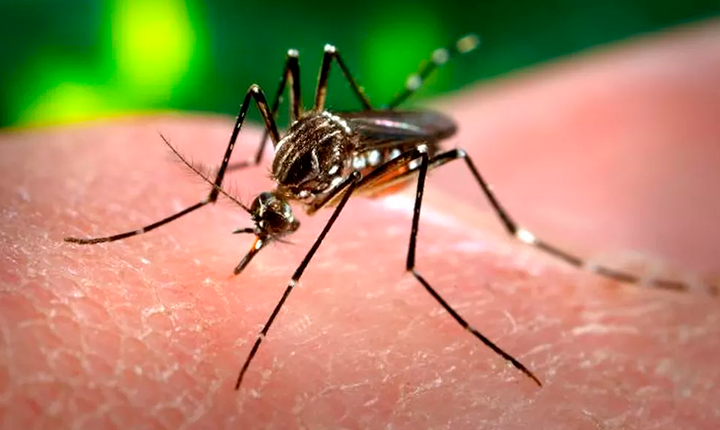 MS inicia projeto-piloto com biolarvicidas para reforçar combate à dengue
