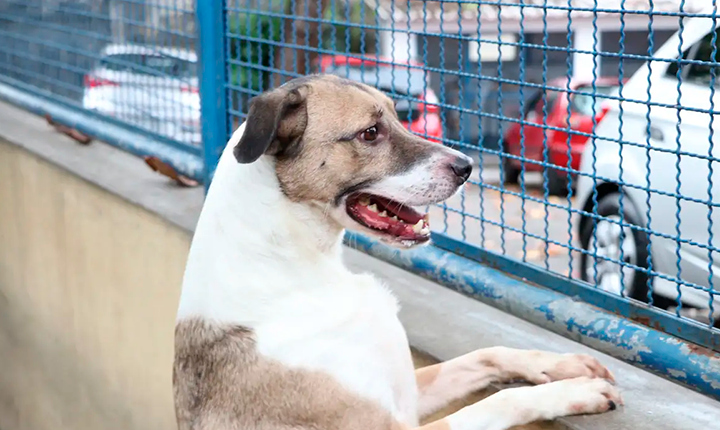 ONG busca lares para 176 cães e gatos abandonados