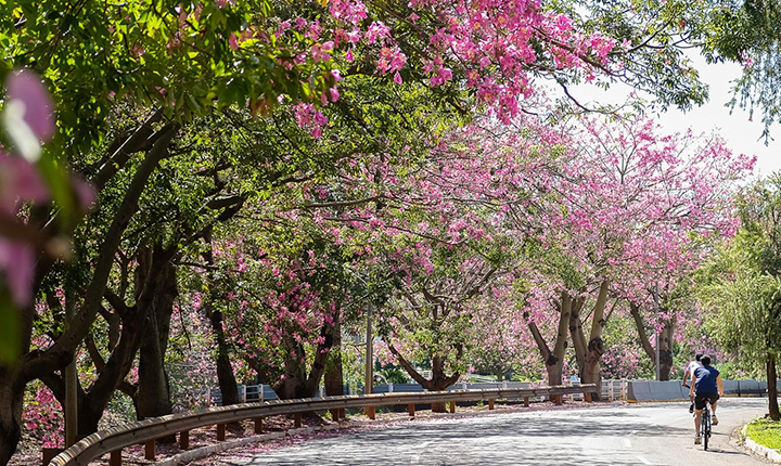 Campo Grande é a capital mais arborizada do Brasil, aponta IBGE