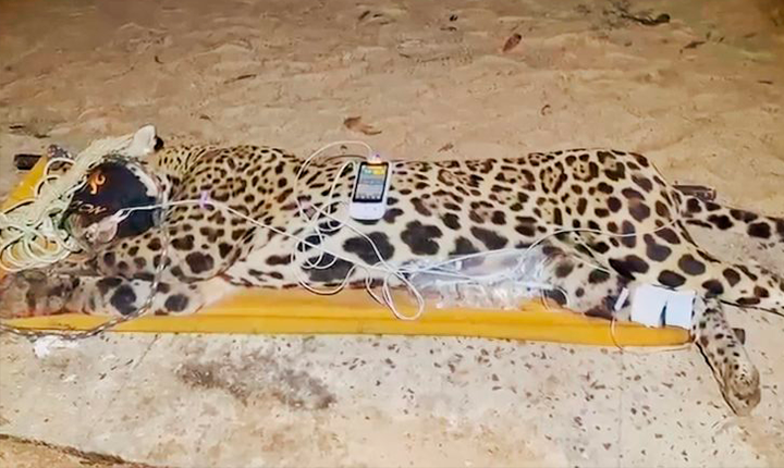 Onça que atacou caseiro no Pantanal é capturada pela PMA e será atendida no CRAS