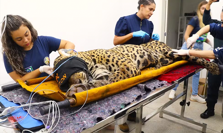 PMA prende homem suspeito de abater duas onças-pardas em Camapuã