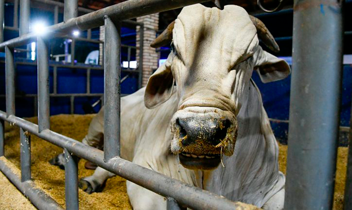 MS recebe status de área livre de aftosa, apto para ampliar mercados da carne